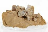 Miniature Fossil Cluster (Ammonites, Brachiopods) - France #219955-1